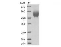 CD155/PVR Protein, Human, Recombinant (His)