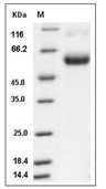 TNFR1/CD120a/TNFRSF1A Protein, Mouse, Recombinant (hFc)