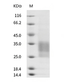 CD79 Protein, Human, Recombinant (Flag & His)