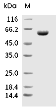 CD73/5'-Nucleotidase Protein, Cynomolgus, Recombinant (His)