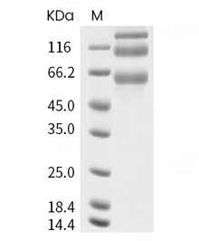 Human coronavirus (HCoV-OC43) Spike Protein (S1+S2 ECD, His)