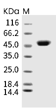 CD40 Ligand Protein, Human, Recombinant (hFc)
