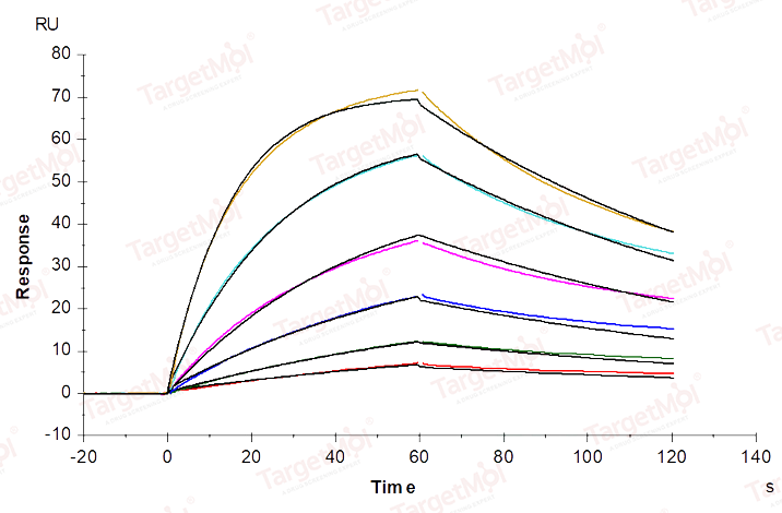 FCGRT & B2M Heterodimer Protein, Mouse, Recombinant (His)