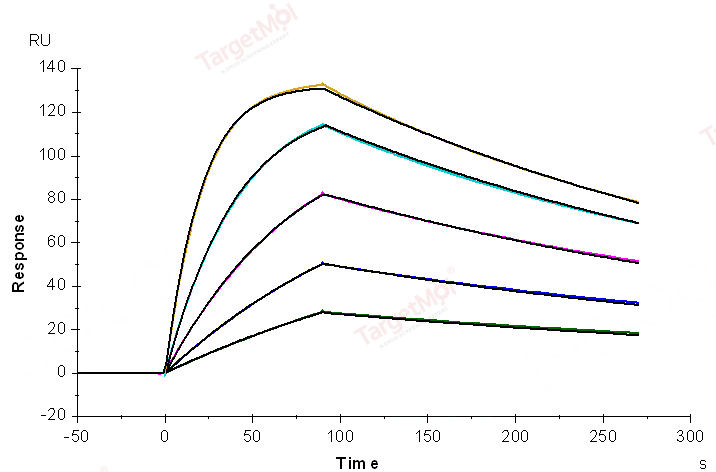 CD38 Protein, Human, Recombinant (His)