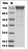 IL-31RA Protein, Human, Recombinant (hFc)