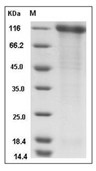 P-Selectin Protein, Human, Recombinant (His)