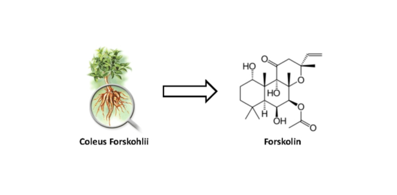 WIKIMOLE—Forkskolin