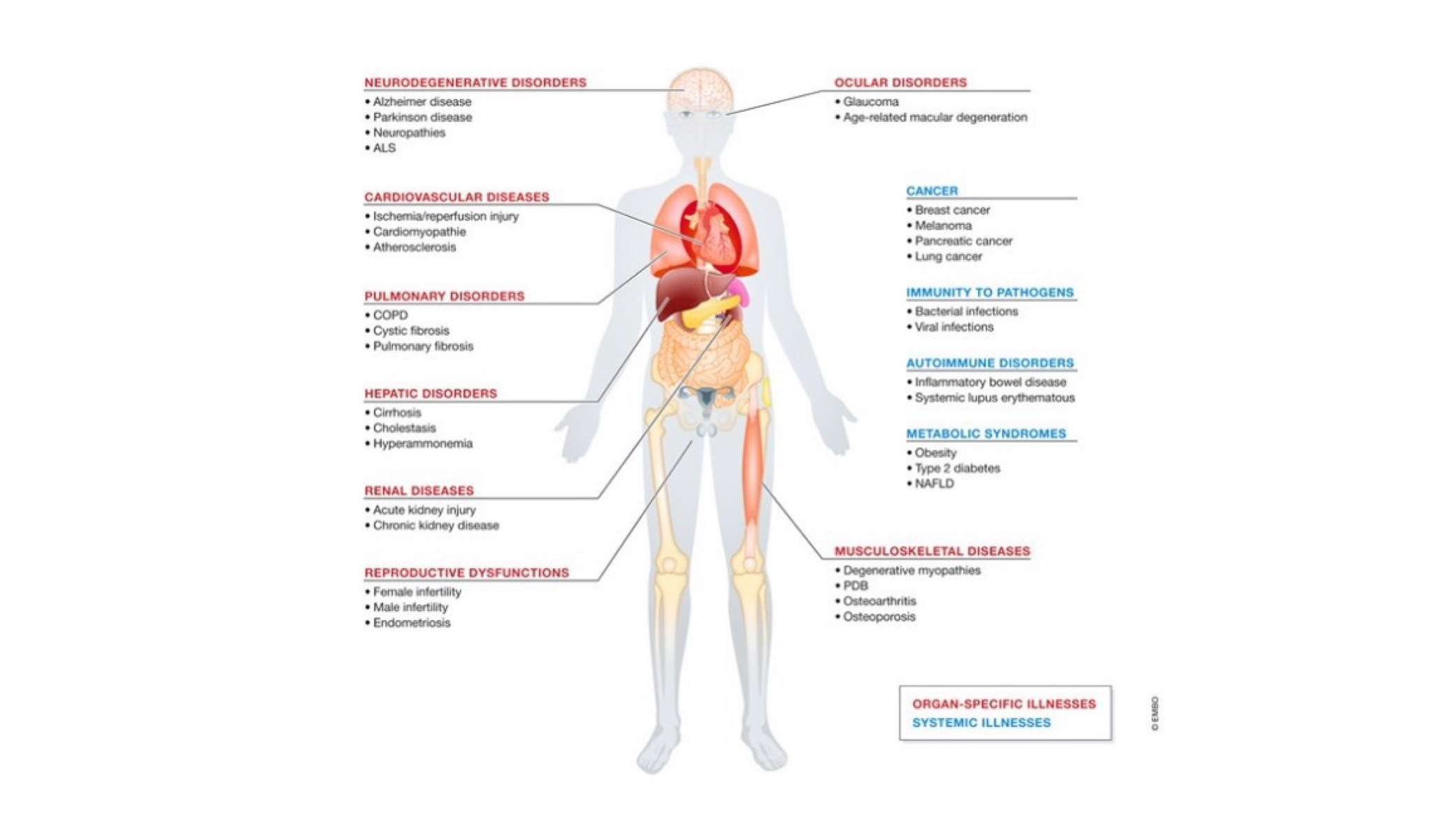 WIKIMOLE—Bafilomycin A1 & Rapamycin