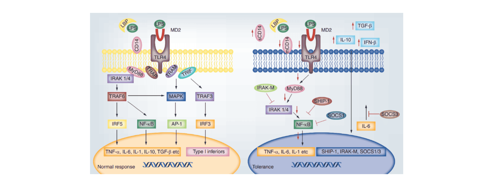 Wikimole of the week—Lipopolysaccharides