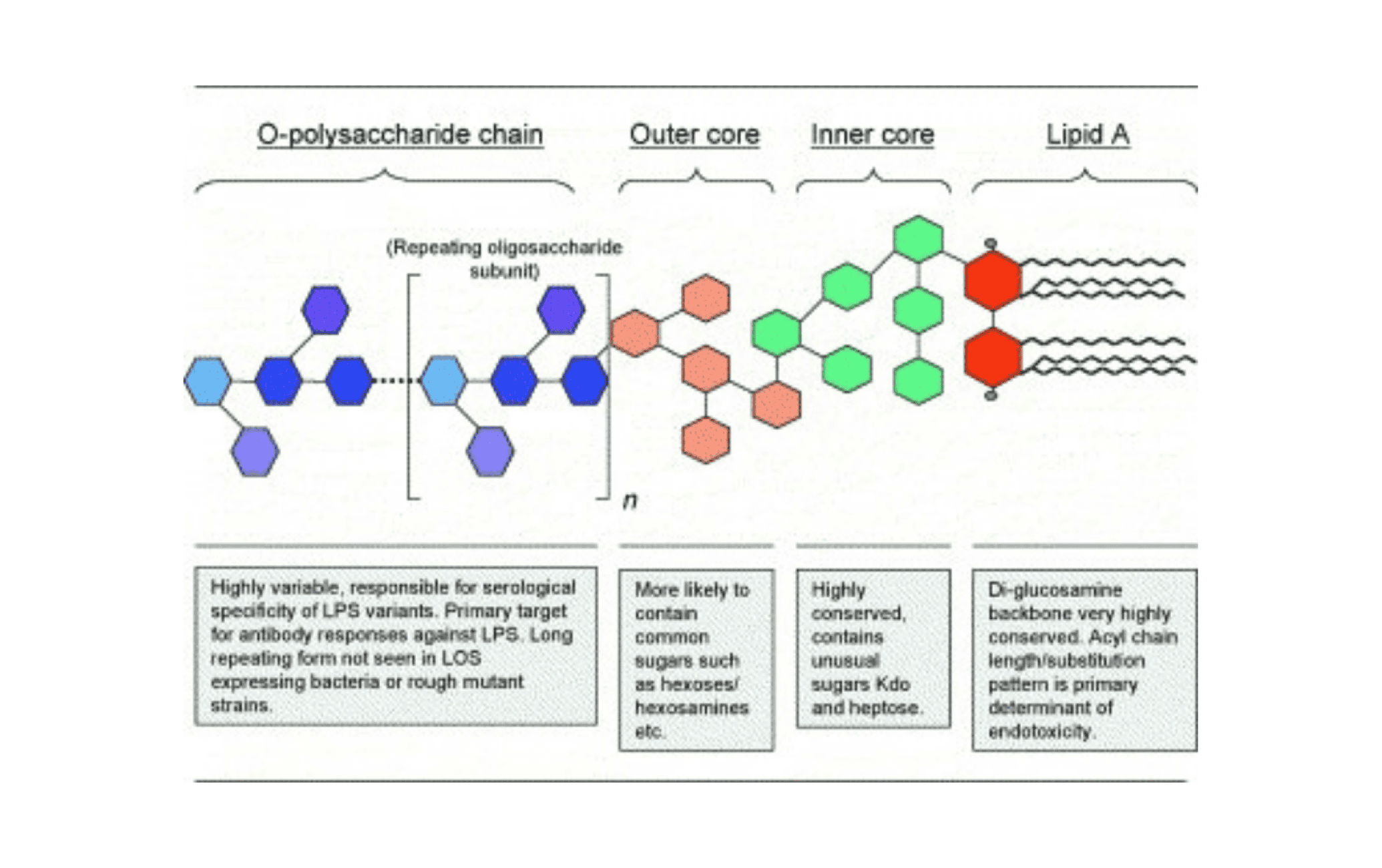 Wikimole of the week—Lipopolysaccharides