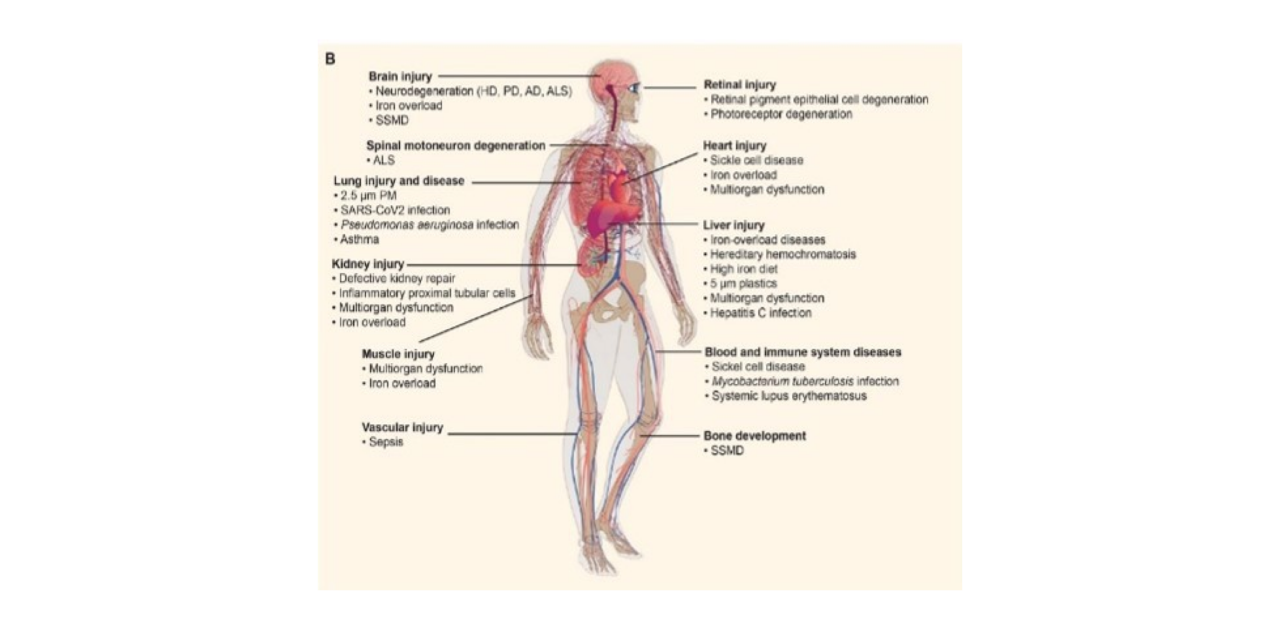 WIKIMOLE—Ferrostatin & Deferoxamine mesylate