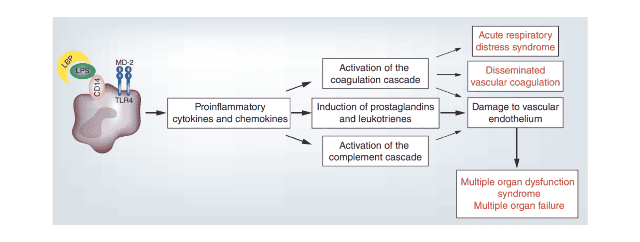 Wikimole of the week—Lipopolysaccharides