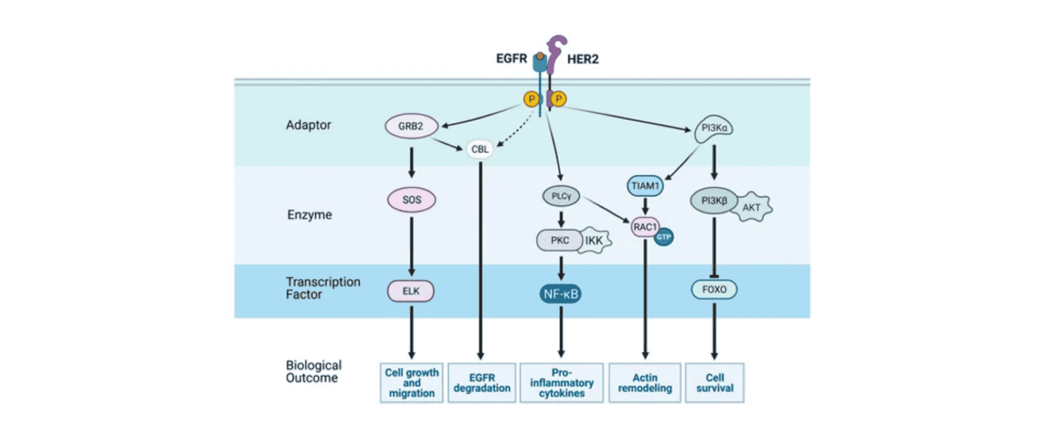 WIKIMOLE—Osimertinib