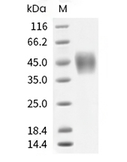 CD16a Protein, Human, Recombinant (F176V, His)
