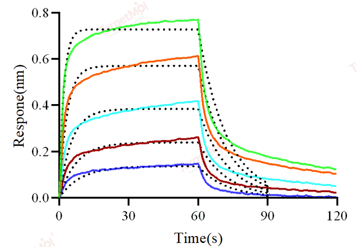 CD16a Protein, Human, Recombinant (F176V, His)