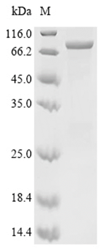 CAPN2 Protein, Human, Recombinant (His)