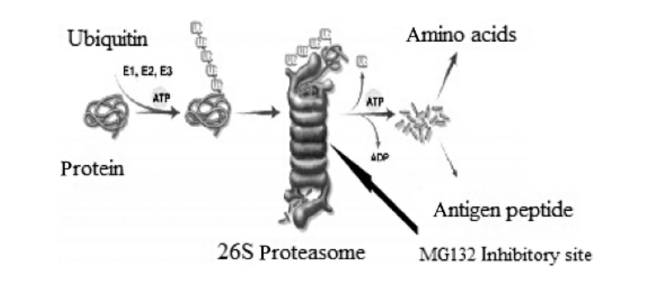 WIKIMOLE—MG-132