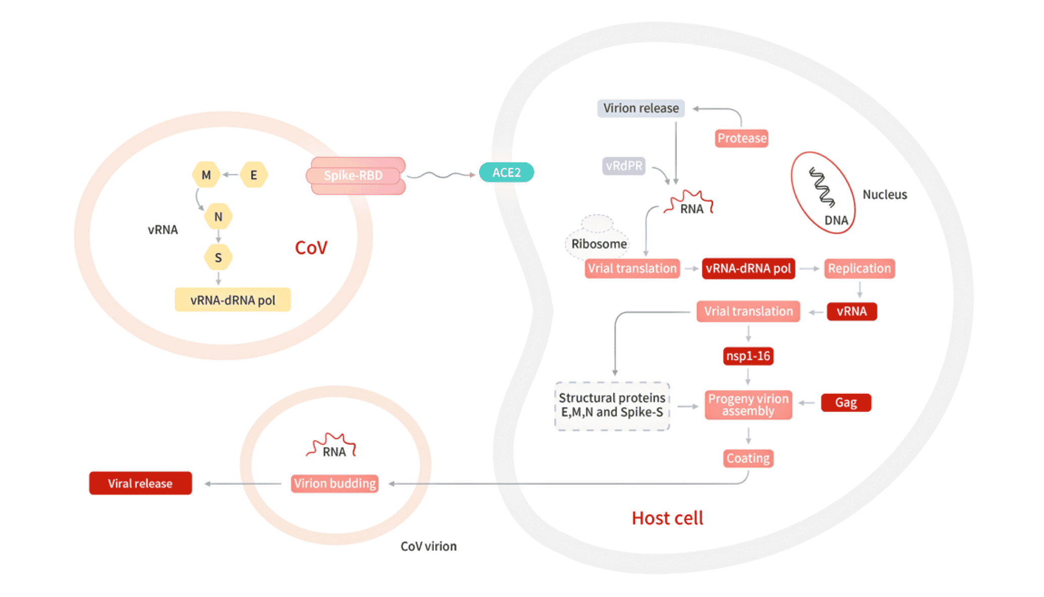TargetMol releases the products collection for COVID-19 research