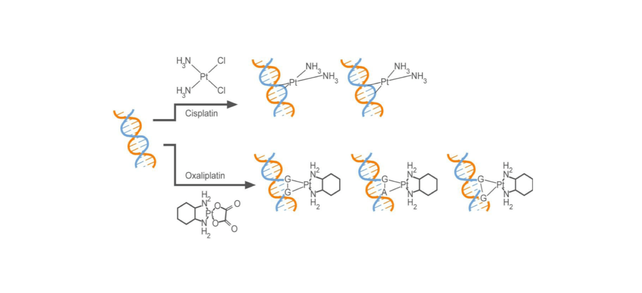 WIKIMOLE—Oxaliplatin