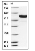 FUT8 Protein, Human, Recombinant (aa 68-575, His)