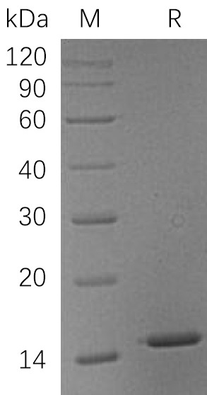 LGALS1 Protein, Human, Recombinant (His)