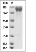 CD155/PVR Protein, Mouse, Recombinant (mFc)