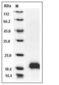 ARMET/MANF Protein, Human, Recombinant (His)