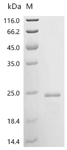 Osteocalcin Protein, Mouse, Recombinant (His & SUMO)