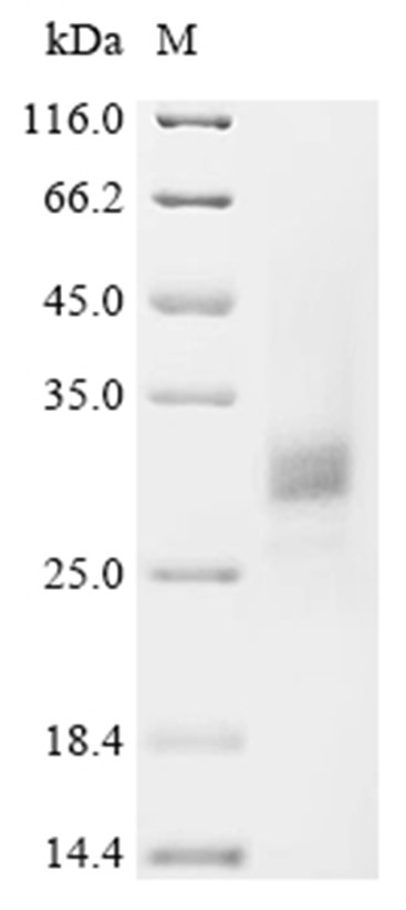 Miraculin Protein, Synsepalum dulcificum, Recombinant (His)