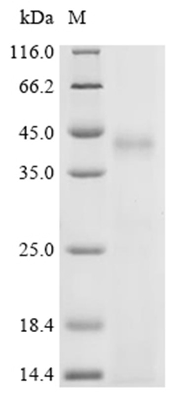 Erythroferrone Protein, Mouse, Recombinant (His)
