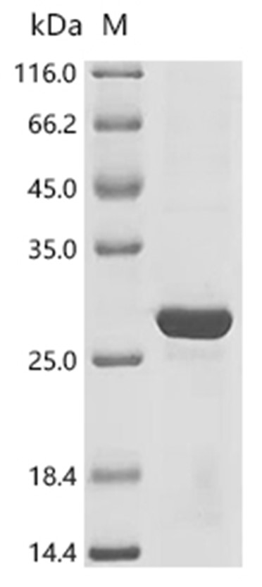 Papain Protein, Carica papaya, Recombinant (His)