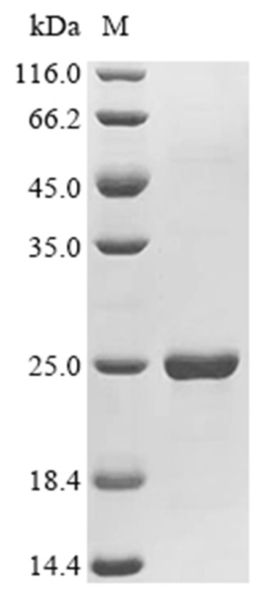 mTOR Protein, Human, Recombinant (His & Myc)