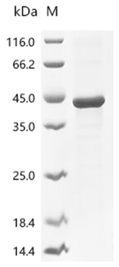 CYR61/CCN1 Protein, Mouse, Recombinant (His)