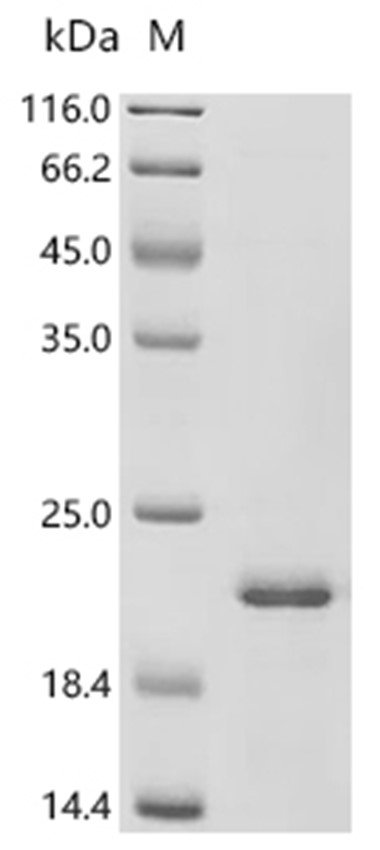 F1 capsule antigen Protein, Yersinia pestis, Recombinant (E. coli, His)
