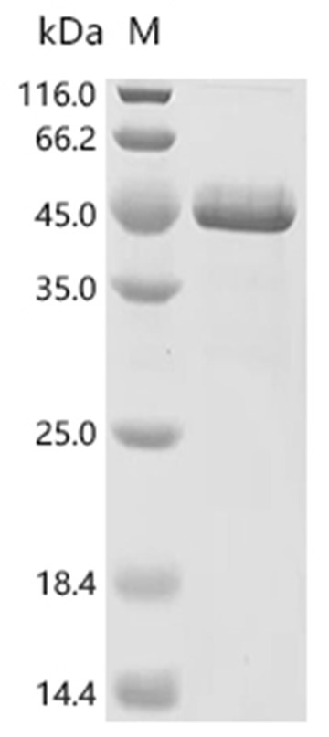 Candidapepsin-2 Protein, Candida albicans (strain WO-1), Recombinant (His)