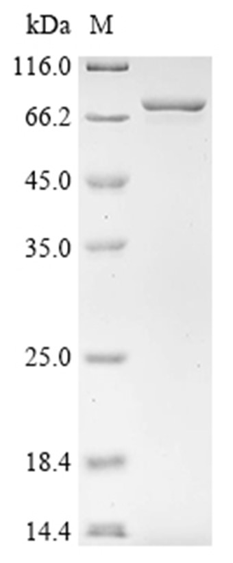 HSPA5 Protein, Mouse, Recombinant (His)
