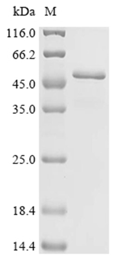 NFE2L2 Protein, Human, Recombinant (His)