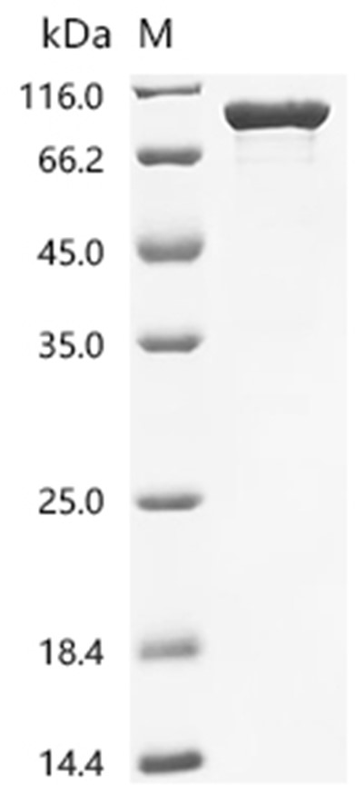 BAG3 Protein, Mouse, Recombinant (His & SUMO)
