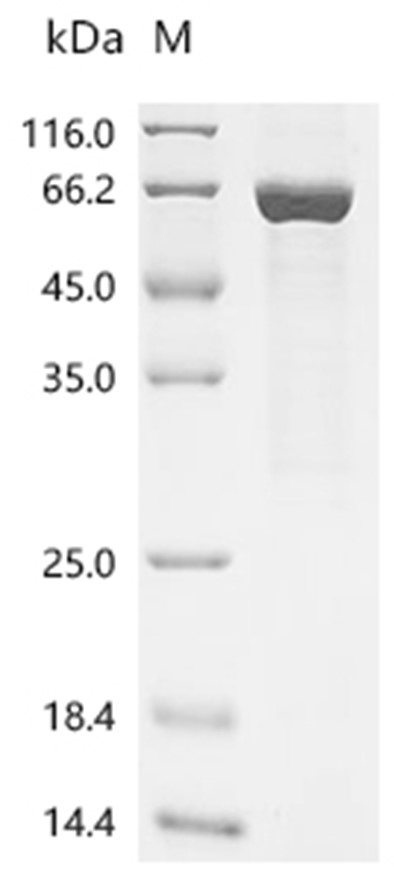 DLAT Protein, Mouse, Recombinant (E. coli, His)