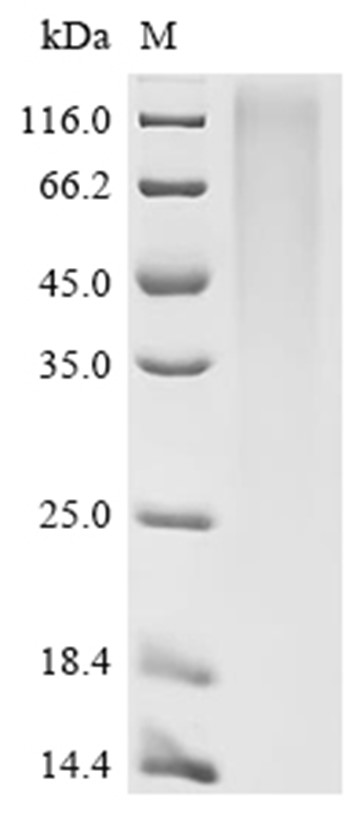 Uromodulin/Umod Protein, Mouse, Recombinant (His)
