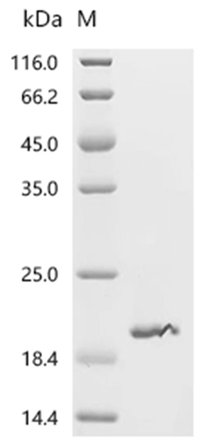 REG3G Protein, Mouse, Recombinant (His)