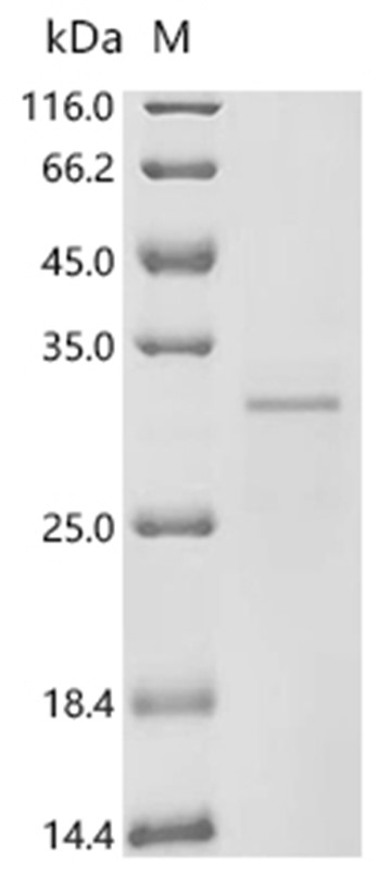 Mcpt4 Protein, Mouse, Recombinant (His)
