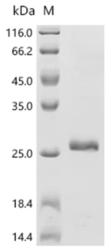 SCRG1 Protein, Human, Recombinant (His & SUMO)