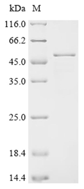 RAN Protein, Human, Recombinant (GST)