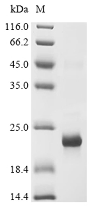 LECT2 Protein, Mouse, Recombinant (His)