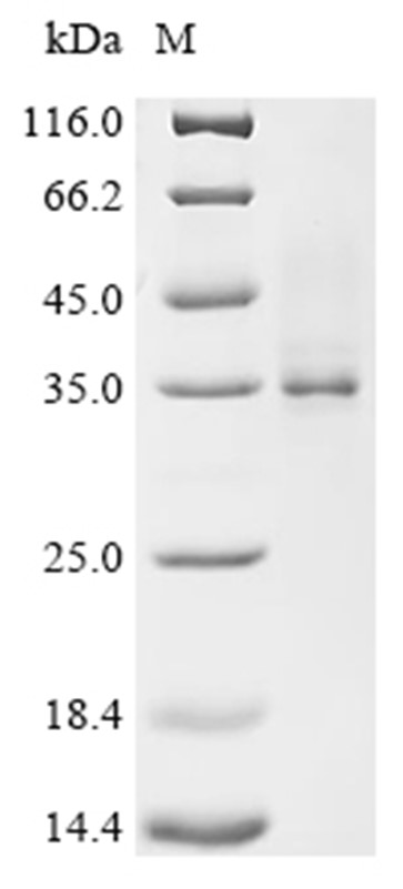 BamA Protein, E. coli, Recombinant (His)