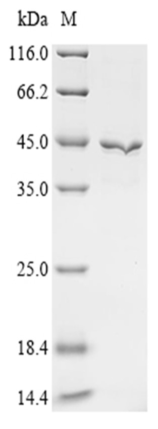 TARDBP Protein, Human, Recombinant