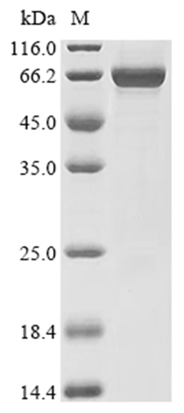 PPAR gamma Protein, Mouse, Recombinant (His)