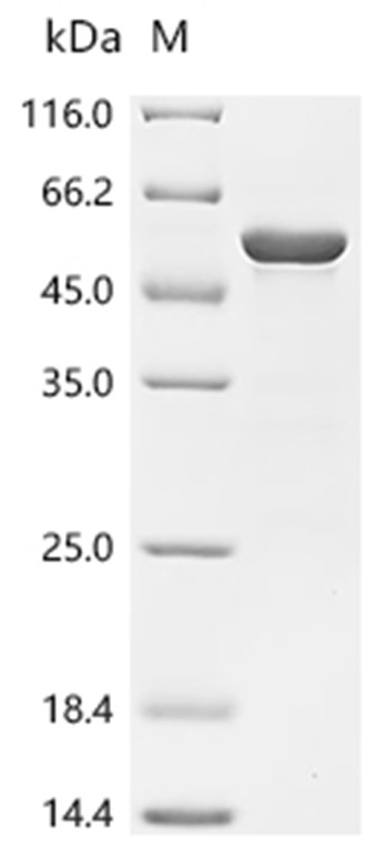 Cytolysin Protein, Vibrio vulnificus, Recombinant (His & Myc)