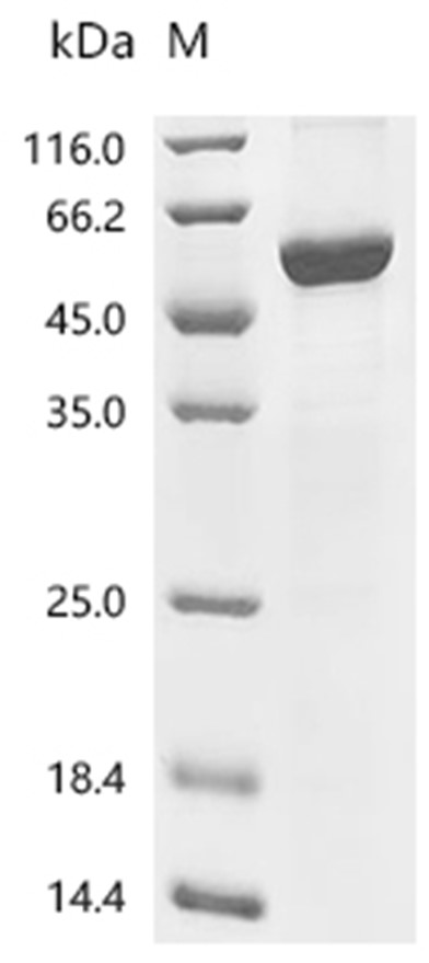 HADHB Protein, Mouse, Recombinant (His & Myc)